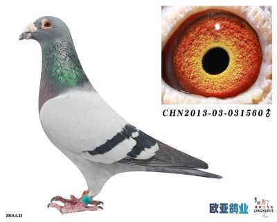 羅森波斯桑杰士