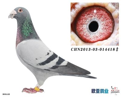 1林波爾