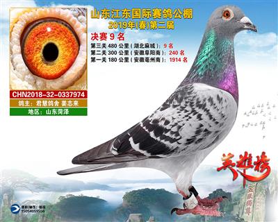 山东江东国际赛鸽公棚获奖鸽决赛9名