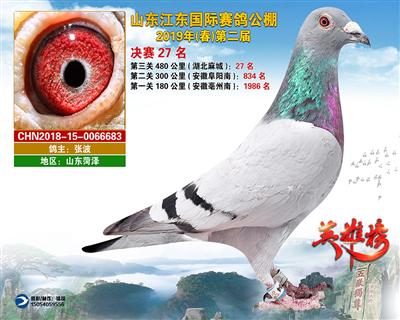 山东江东国际赛鸽公棚获奖鸽决赛27名