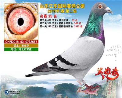 山东江东国际赛鸽公棚获奖鸽决赛35名