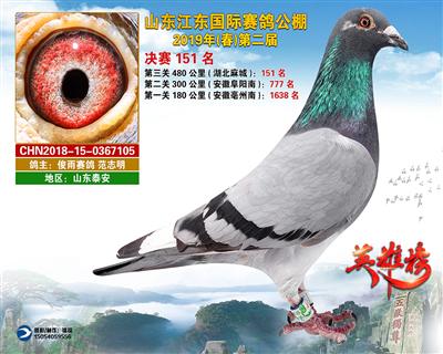 山东江东国际赛鸽公棚获奖鸽决赛151名