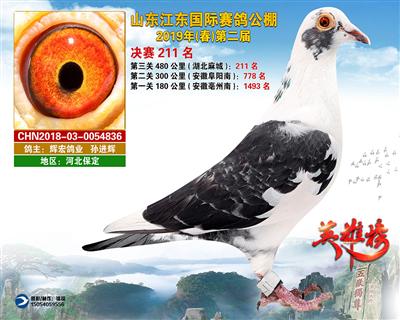 山东江东国际赛鸽公棚获奖鸽决赛211名