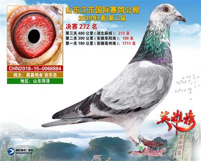 山东江东国际赛鸽公棚获奖鸽决赛272名
