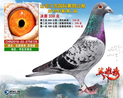 山东江东国际赛鸽公棚获奖鸽决赛338名