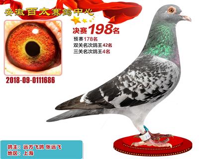 安徽百太决赛198名