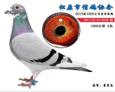 董桂龙成绩鸽