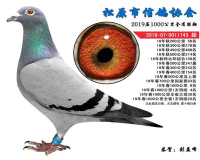 刘益峰成绩鸽