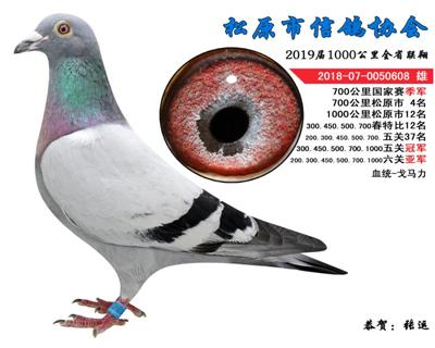 张运成绩鸽