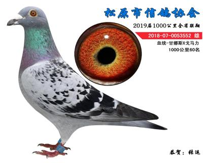 张运成绩鸽