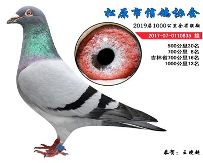 王晓超成绩鸽
