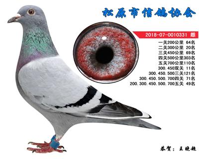 王晓超成绩鸽