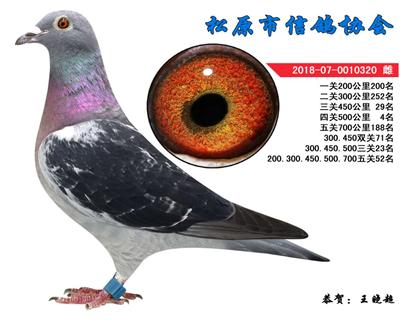 王晓超成绩鸽