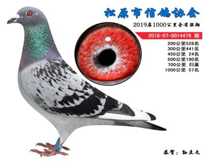 孙立文成绩鸽