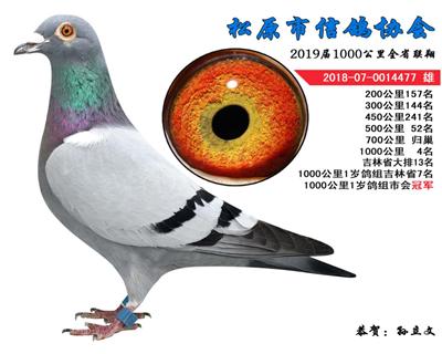 孙立文成绩鸽