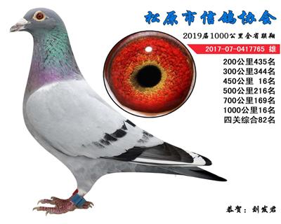 刘发君成绩鸽