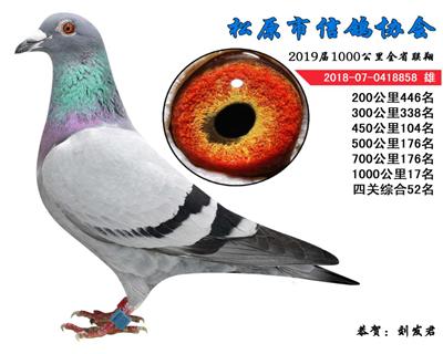 刘发君成绩鸽