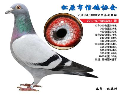 林亚洲成绩鸽