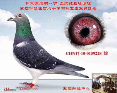 佛卡门伯马冠军451X三次冠军“女王号”742