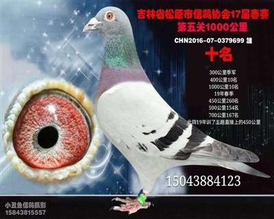 姚柏东成绩鸽