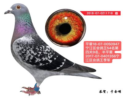 于会明成绩鸽