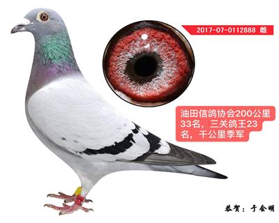 于会明成绩鸽