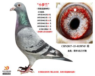 自身5關鴿王9名!!!