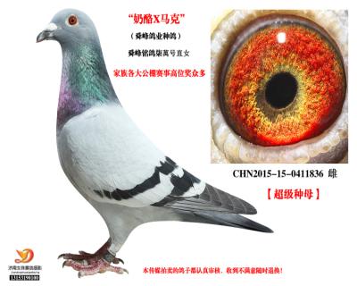 山東舜峰賽鴿種鴿!奶酪