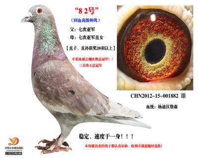300公里亞軍之父【高級種鴿】