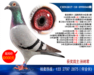多次獲獎鴿