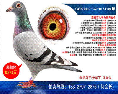 多次獲獎鴿