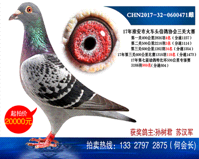 多次獲獎鴿
