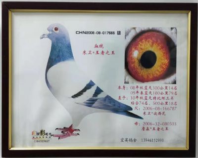 哈尔滨名家张英涛指定配对,王者之王血系