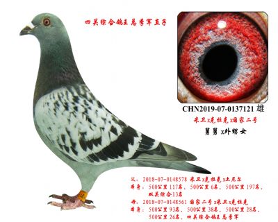 四关鸽王总季军—直子,舅舅配外甥女作育