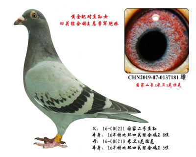 18年四关鸽王总季军(胞妹),黄金配对直孙