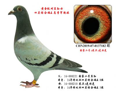 18年四关鸽王总季军(胞妹),黄金配对直孙