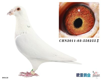 亨利汉斯佛斯迪伦