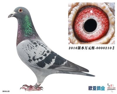 凡龙詹森
