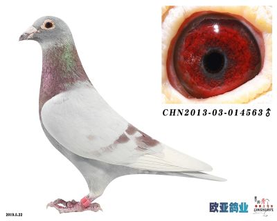 史蒂芬凡布莱曼