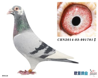 林波尔