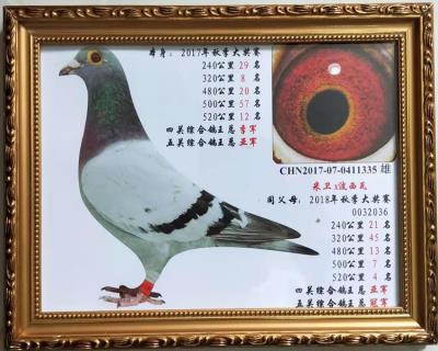 17年秋季大奖赛五关鸽王总亚军
