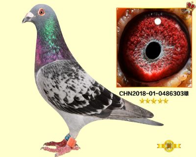 詹森019配克拉克 特比環獲獎鴿
