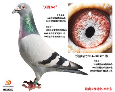 【佛巴斯】-多羽獲獎鴿父親