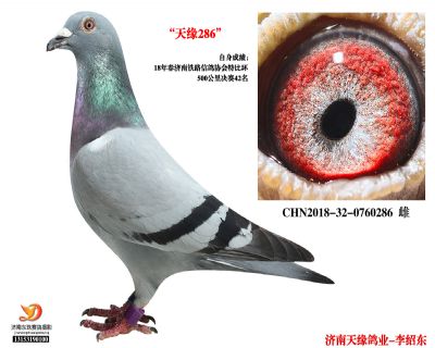 【佛巴斯46】-濟南鐵路特比環決賽42名