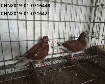 西翁精品幼鴿一對非原窩