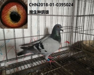 特留晚生種鴿子雄