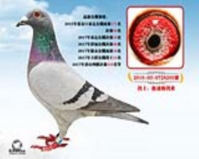宏建公棚600归