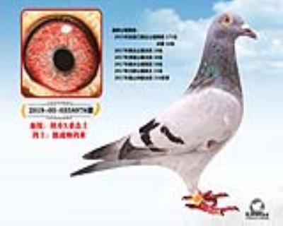 拍三送一胡本*桑 杰士