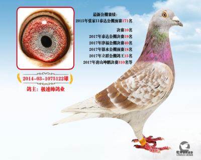拍三送一红狐