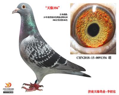 【桑杰士X胡本】19年春濟南市特比環決賽100名
